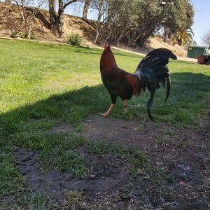 Meet your Posher, Adrian